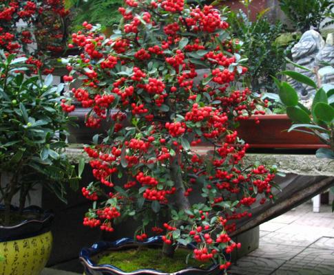 火棘樹市場價格多少錢一棵 火棘的養殖方法