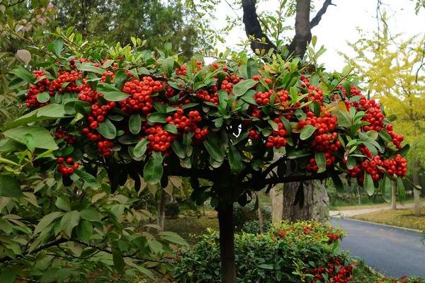 火棘樹市場價格多少錢一棵 火棘的養殖方法