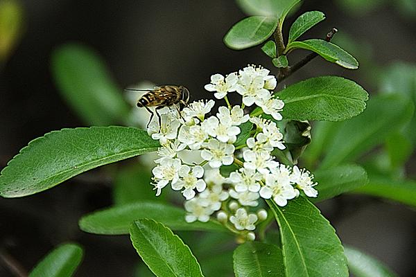 火棘樹市場價格多少錢一棵 火棘的養殖方法
