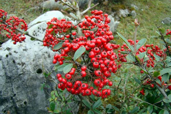 火棘樹市場價格多少錢一棵 火棘的養殖方法