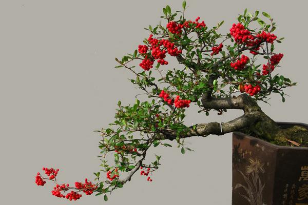 火棘樹市場價格多少錢一棵 火棘的養殖方法