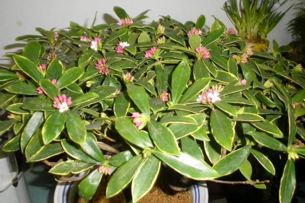 金邊瑞香扦插繁殖方法 金邊瑞香怎么修剪枝葉