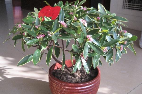 金邊瑞香扦插繁殖方法 金邊瑞香怎么修剪枝葉