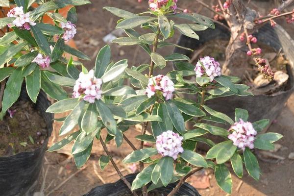 金邊瑞香扦插繁殖方法 金邊瑞香怎么修剪枝葉