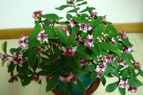 金邊瑞香扦插繁殖方法 金邊瑞香怎么修剪枝葉