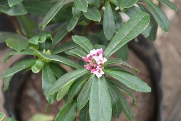 金邊瑞香怎么澆水（多久澆一次） 金邊瑞香怎么施肥