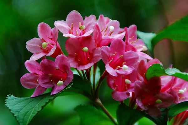 錦帶花什么時候開花 錦帶花花期是幾月