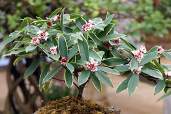 金邊瑞香怎么澆水(多久澆一次) 金邊瑞香怎么施肥