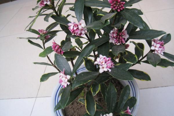 金邊瑞香怎么澆水(多久澆一次) 金邊瑞香怎么施肥