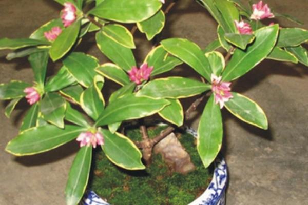 金邊瑞香怎么澆水(多久澆一次) 金邊瑞香怎么施肥