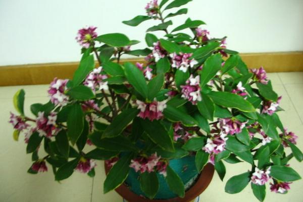 金邊瑞香怎么澆水(多久澆一次) 金邊瑞香怎么施肥