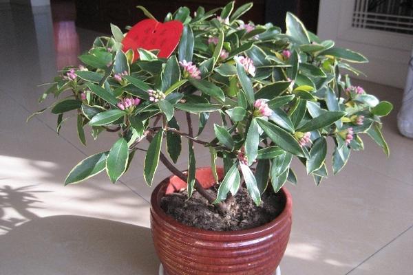 金邊瑞香怎么澆水(多久澆一次) 金邊瑞香怎么施肥