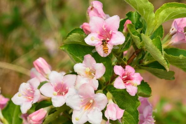 錦帶花什么時候開花 錦帶花花期是幾月