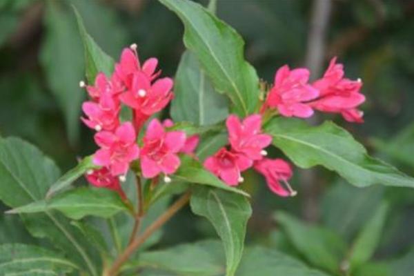 錦帶花什么時候開花 錦帶花花期是幾月