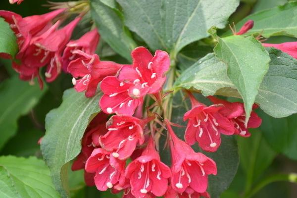 錦帶花什么時候開花 錦帶花花期是幾月