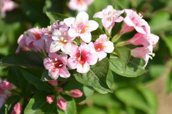 錦帶花什么時候開花 錦帶花花期是幾月