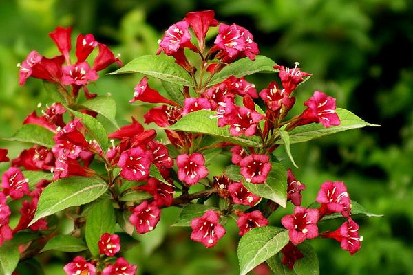 錦帶花什么時候開花 錦帶花花期是幾月
