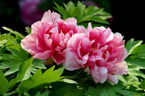 牡丹花功效與作用及禁忌 牡丹花藥用價值