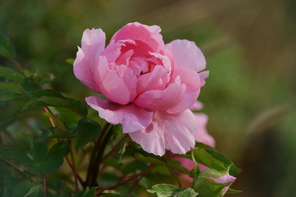牡丹花功效與作用及禁忌 牡丹花藥用價值