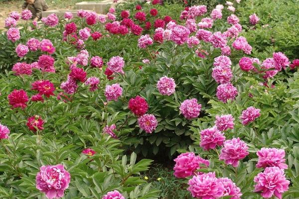 盆栽牡丹花怎么養 牡丹花盆栽養殖方法與注意事項