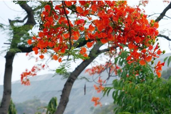 鳳凰木與合歡的區別是什么  鳳凰木有哪些功效