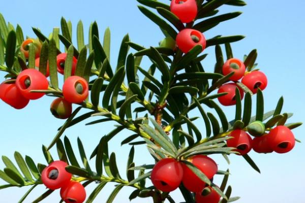 紅豆杉泡水喝的功效與作用 紅豆杉泡水有什么副作用