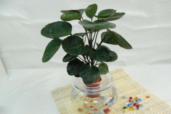 金錢兜好養嗎 金錢兜市場價格多少錢一盆