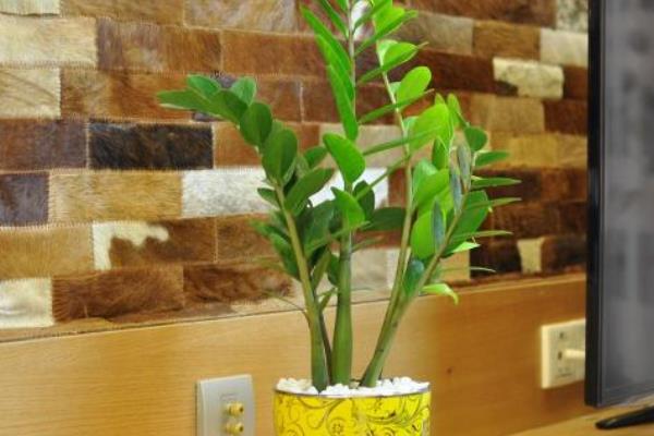 金錢樹開花嗎 金錢樹開花有什么兆頭寓意