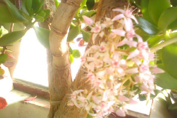 金錢樹開花嗎 金錢樹開花有什么兆頭寓意