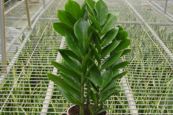 金錢樹開花嗎 金錢樹開花有什么兆頭寓意