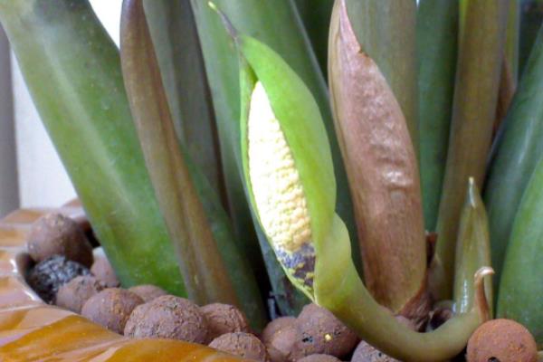 金錢樹開花嗎 金錢樹開花有什么兆頭寓意