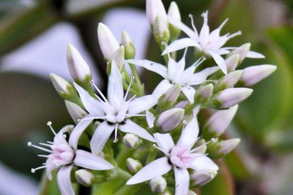 金錢樹開花嗎 金錢樹開花有什么兆頭寓意