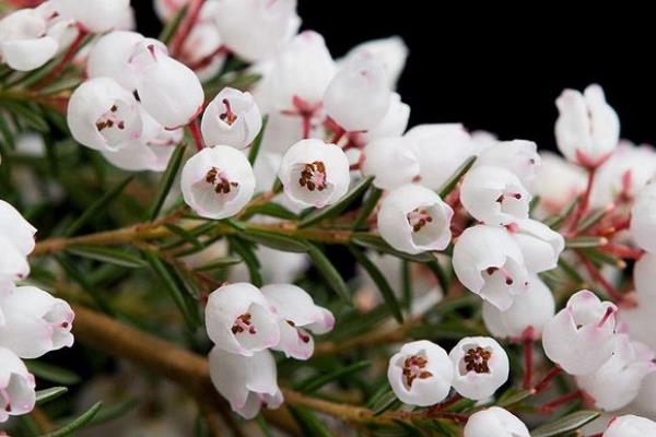 歐石楠怎么澆水（多久澆一次） 歐石楠葉子變黃怎么辦