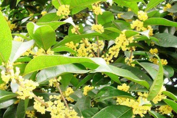 四季桂和日香桂的區別是什么