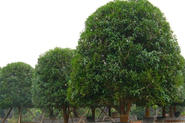 四季桂和日香桂的區別是什么