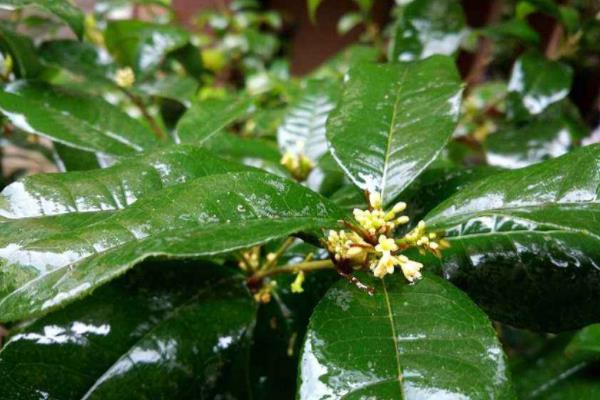 四季桂和日香桂的區別是什么