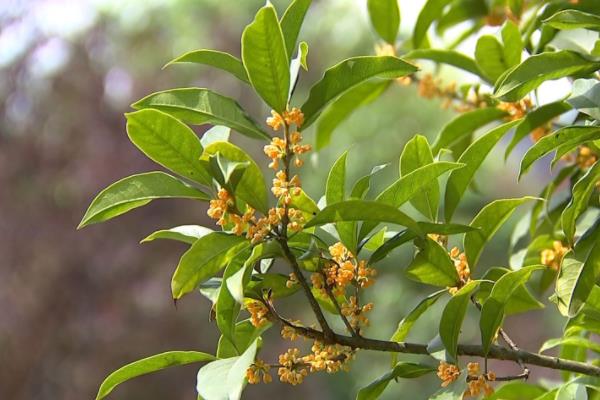 四季桂和日香桂的區別是什么