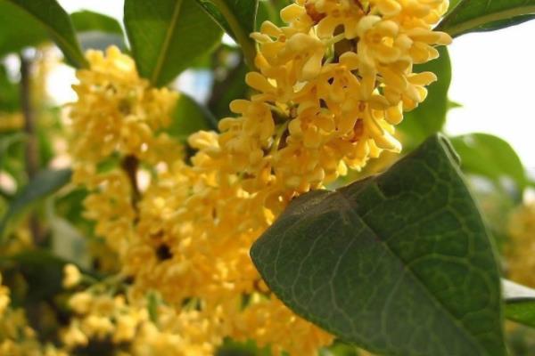 四季桂和日香桂的區別是什么