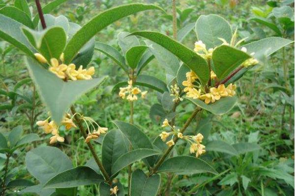 四季桂和日香桂的區別是什么