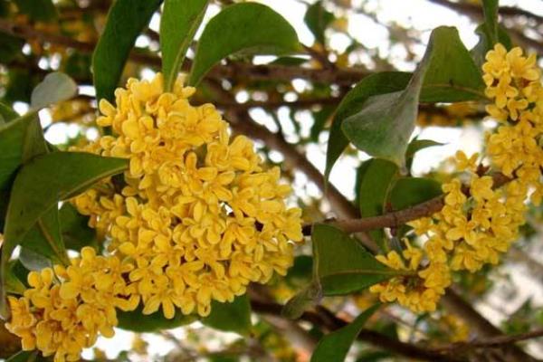 四季桂和日香桂的區別是什么