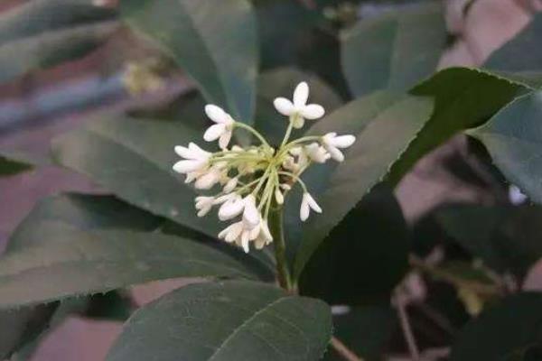 四季桂和日香桂的區別是什么