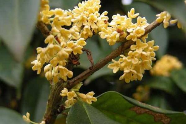 四季桂和日香桂的區別是什么