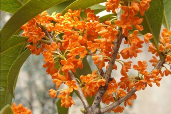 四季桂和日香桂的區別是什么