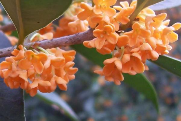 四季桂和日香桂的區別是什么