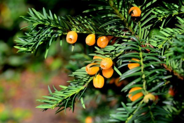 盆景紅豆杉怎么修剪枝葉 紅豆杉怎么扦插繁殖