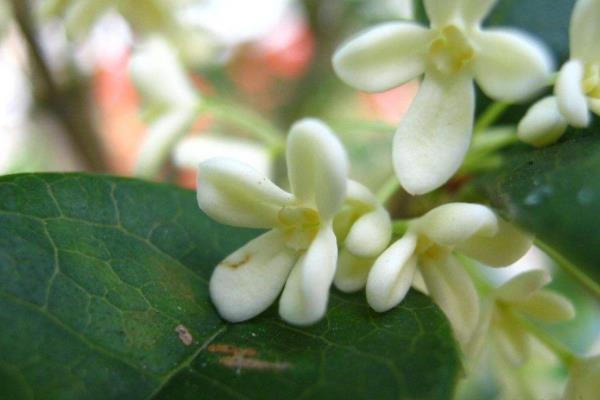 四季桂怎么養 四季桂養殖方法與注意事項