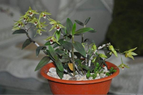 四季桂怎么養 四季桂養殖方法與注意事項