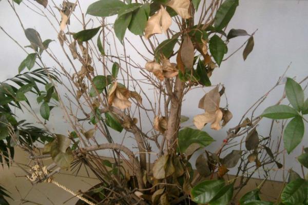 四季桂怎么養 四季桂養殖方法與注意事項