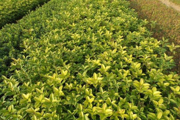 四季桂怎么養 四季桂養殖方法與注意事項