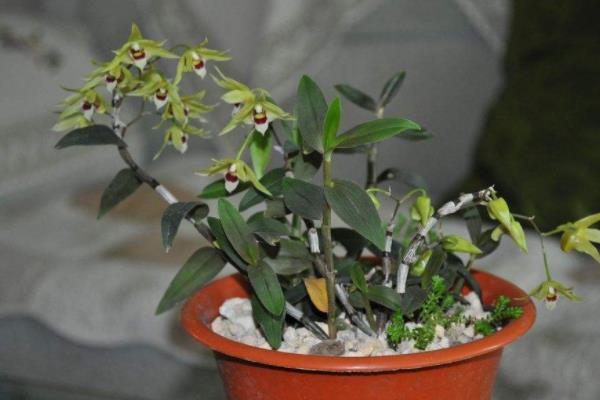 四季桂怎么養 四季桂養殖方法與注意事項